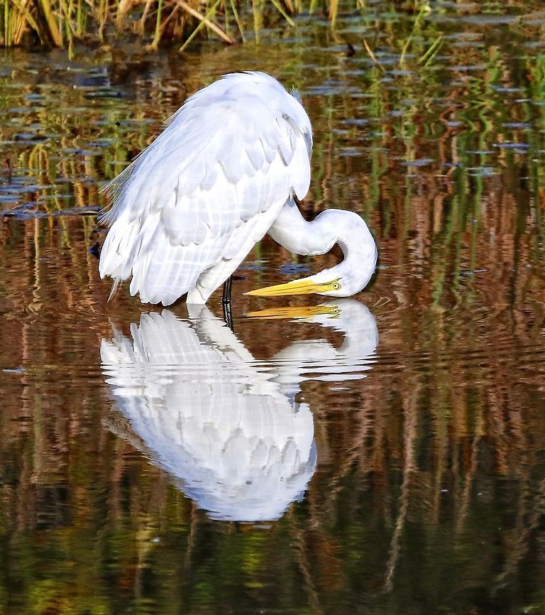 Egret reflections For once in my life, I exercised a bit of patience waiting just for the perfect reflected shot and it paid off with this shot of a great egret in an unusual position. Ardea alba,Great egret,birds,egret,fish eating birds,great egret,shore birds,wading birds,water birds