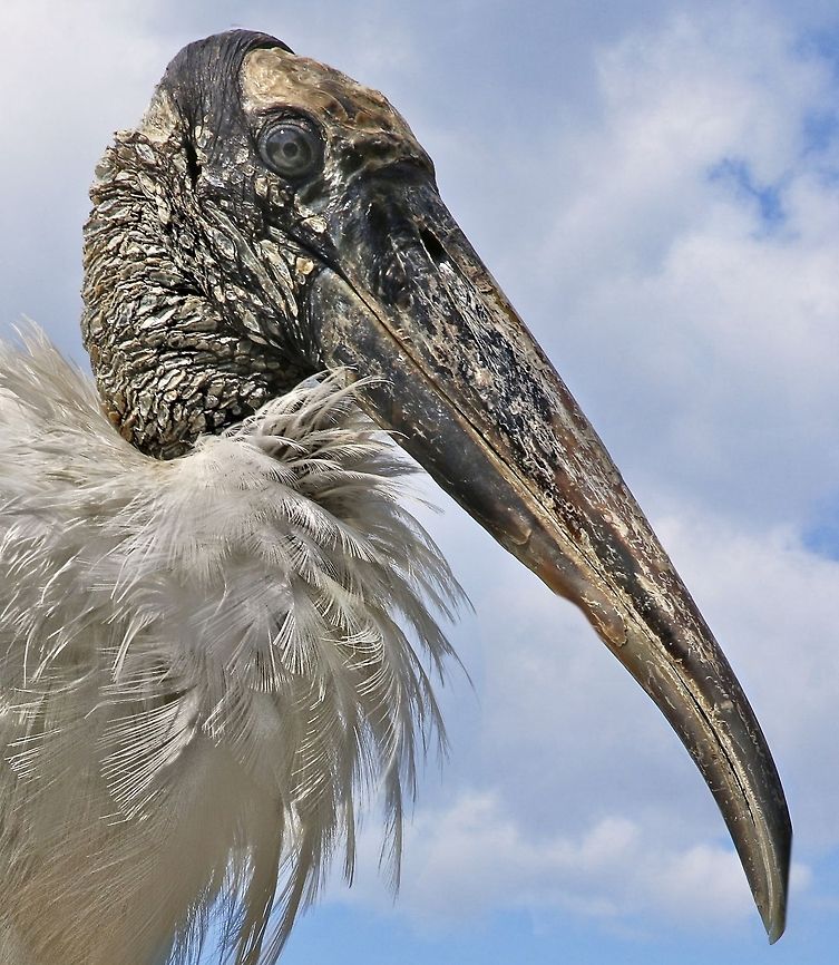 Close-up of a wood stork The wood stork was removed from the endangered list in June of 2014 but is still a threatened species.  I wanted to show the detail of the face/plumage demonstrating the reason they were named wood stork which is due to the bark-like appearance of their head.  They are always difficult to shoot with detail because of the white plummet and dark head, but I succeeded in my goal here. Mycteria americana,Wood Stork,endangered species,fishing birds,large birds,stork,stork portrait,threatened species,wading birds,wood stork