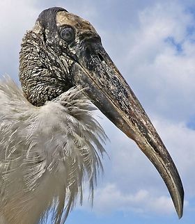 Close-up of a wood stork The wood stork was removed from the endangered list in June of 2014 but is still a threatened species.  I wanted to show the detail of the face/plumage demonstrating the reason they were named wood stork which is due to the bark-like appearance of their head.  They are always difficult to shoot with detail because of the white plummet and dark head, but I succeeded in my goal here. Mycteria americana,Wood Stork,endangered species,fishing birds,large birds,stork,stork portrait,threatened species,wading birds,wood stork