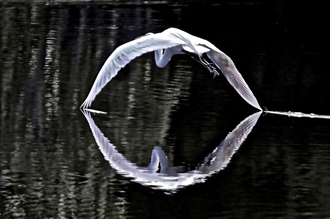 Shark's jaw egret I was able to capture the reflection of this great egret such that it formed the shape of a shark's jaw.  Note that each wing tip is leaving a wake as it gently touches the water. Ardea alba,Great egret,birds,egret,egret in flight,great egret,shore birds,wading birds,water birds