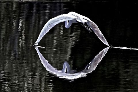 Shark's jaw egret I was able to capture the reflection of this great egret such that it formed the shape of a shark's jaw.  Note that each wing tip is leaving a wake as it gently touches the water. Ardea alba,Great egret,birds,egret,egret in flight,great egret,shore birds,wading birds,water birds