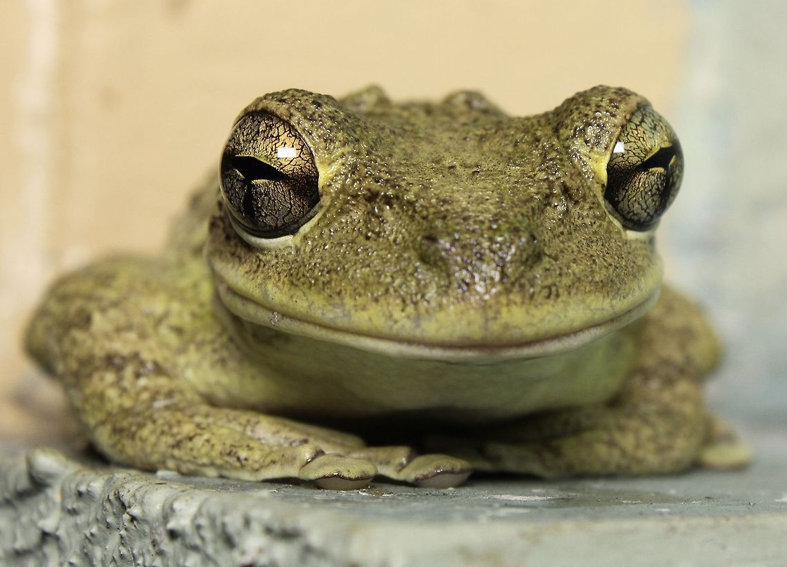 Smiling tree frog This Cuban tree frog made nightly visits to a ledge on my front porch.  He cooperated nicely with me sticking a big LED light in his face.  I love their eyes! Cuban tree frog,Osteopilus septentrionalis,amphibian,cuban tree frog,frog,invasive species,tree frog