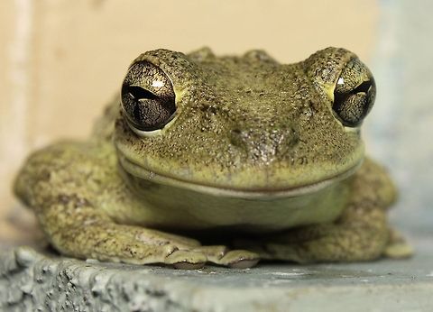 Smiling tree frog This Cuban tree frog made nightly visits to a ledge on my front porch.  He cooperated nicely with me sticking a big LED light in his face.  I love their eyes! Cuban tree frog,Osteopilus septentrionalis,amphibian,cuban tree frog,frog,invasive species,tree frog