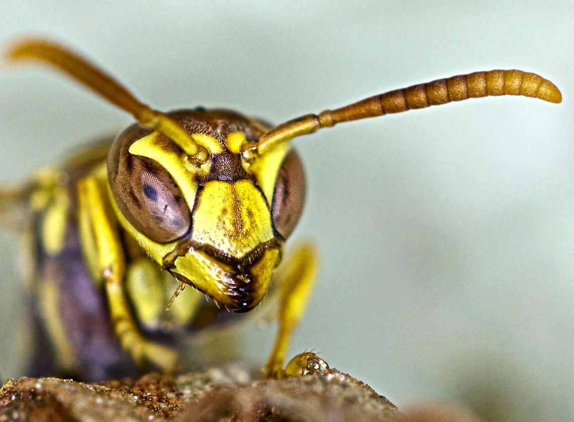 Eye contact with a wasp This queen paper wasp makes her nest on my front porch so I thought I would get a shot for the family album! Mischocyttarus mexicanus,insects,paper wasp,queen paper wasp,queen wasp,wasp,wasp portrait