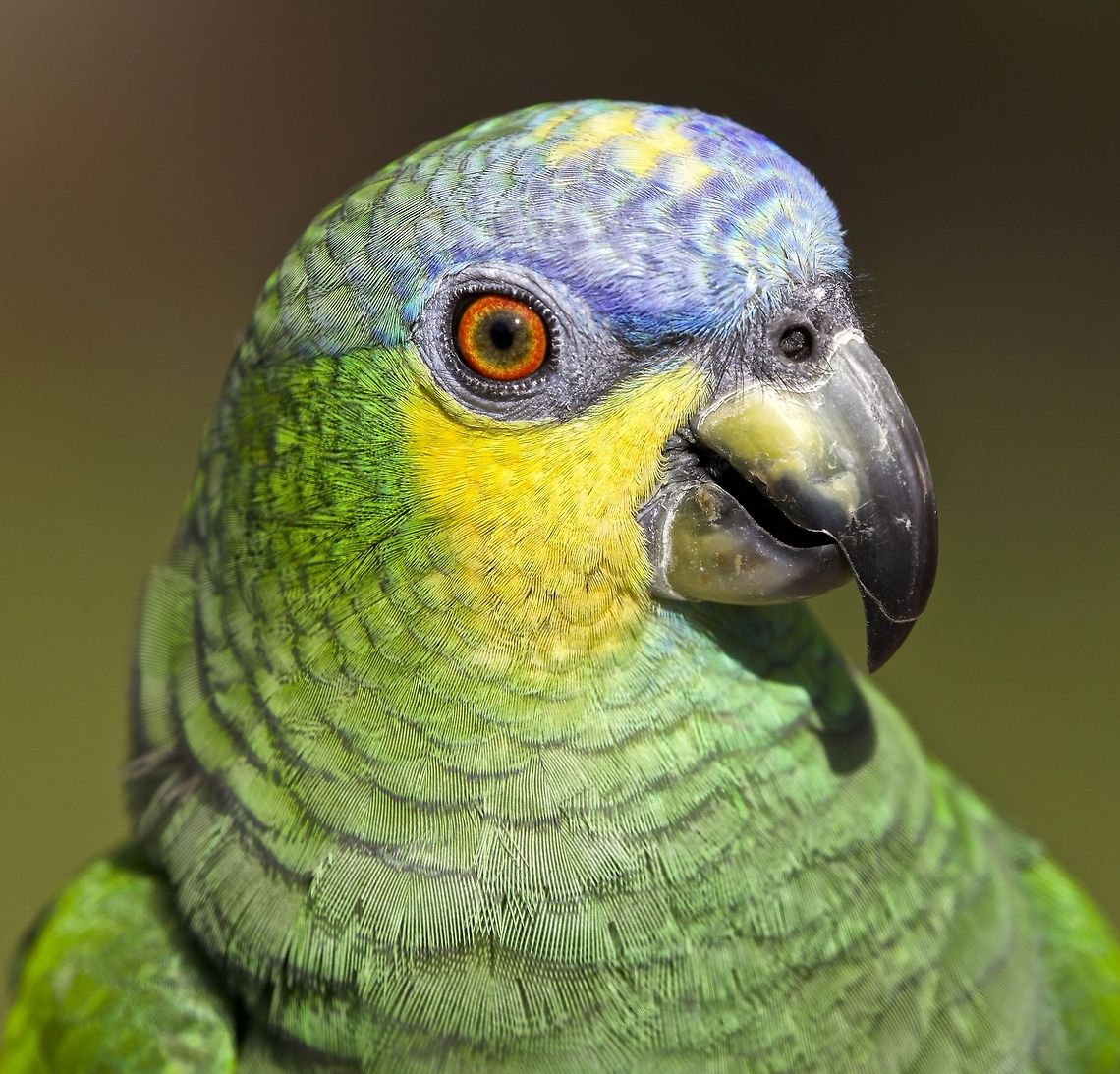 Orange-winged Amazon portrait This beautiful female Amazon parrot by the name of Rainy, rides around on the shoulder of my neighbor as she rides her bike, I happened to have my camera out one day as I rode by and grabbed this shot. Amazona amazonica,Orange-winged amazon,amazon parrot,birds,colorful birds,orange-winged amazon parrot,parrot