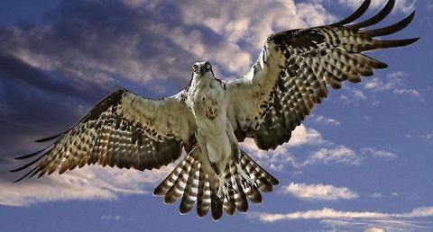 Eye contact with an overhead osprey I love getting shots of creatures looking directly at me. Osprey,Pandion haliaetus,birds,birds of prey,fishing birds,osprey,raptors,sea eagle