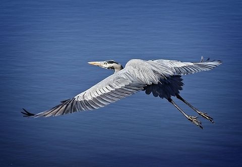 Great blue heron in flight This GBH was nice enough to pose for many static shots and I was able to get some good shots of him when he finally tired of posing as he flew away Ardea herodias,Great Blue Heron,birds,blue heron,great blue heron,heron,shore birds,wading birds,water birds