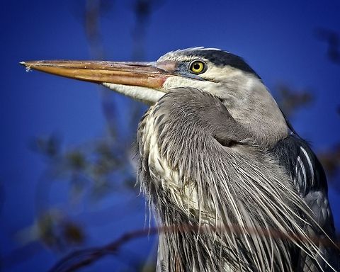 Portrait of a great blue heron I am fortunate enough to encounter these guys every day adjacent to my Florida home Ardea herodias,Great Blue Heron,birds,blue heron,great blue heron,heron,shore birds,wading birds,water birds