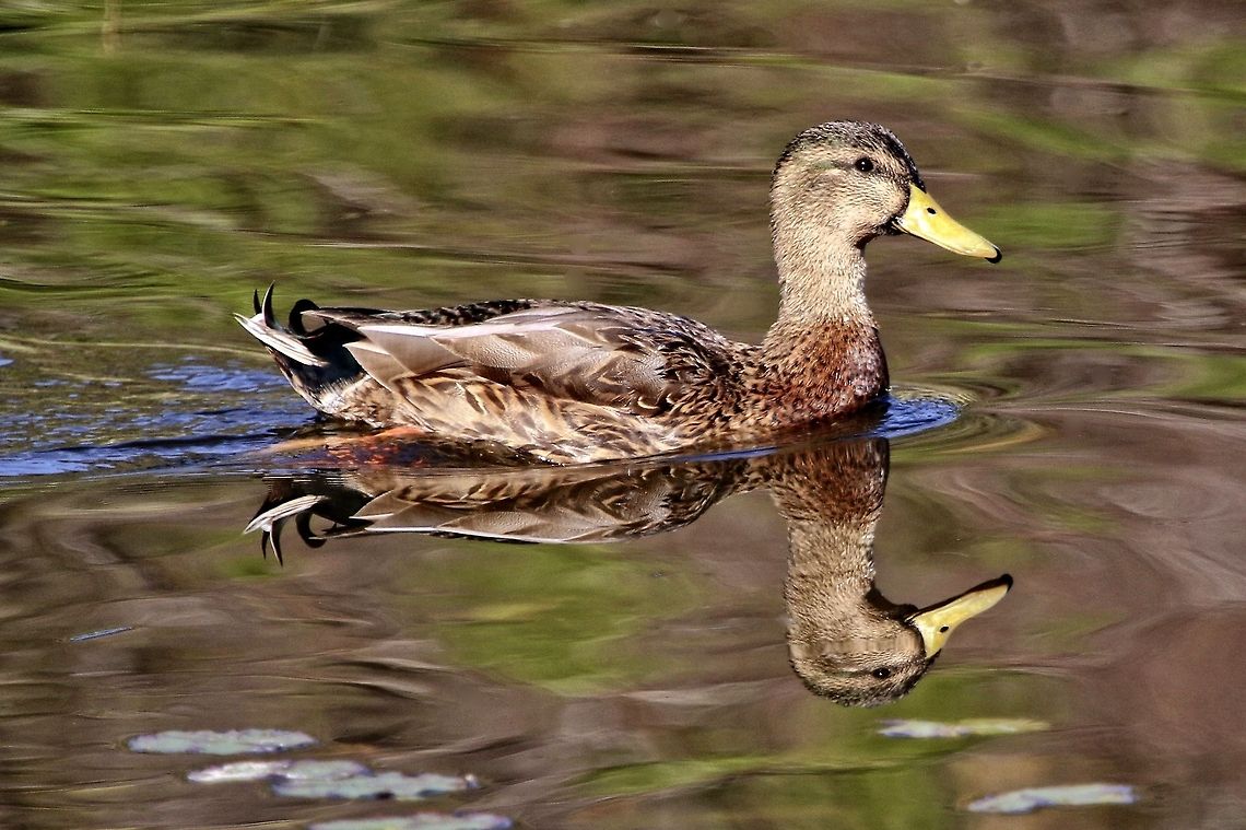 Painterly duck I love the painterly effect of the natural coloration that occurred in this shot of a female mallard duck Anas platyrhynchos,Mallard,birds,duck,mallard duck,swimming birds,swimming duck,water birds