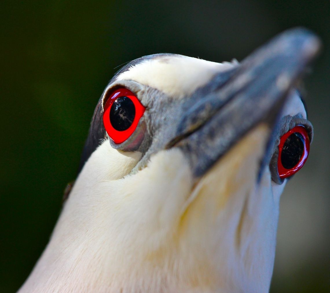 Close up of a black-crowned night heron I just love the eyes of the mature black-crowned night heron and honed in on that feature for this close-up shot Black-crowned Night Heron,Nycticorax nycticorax,birds,black-crowned night heron,fishing birds,heron,night heron