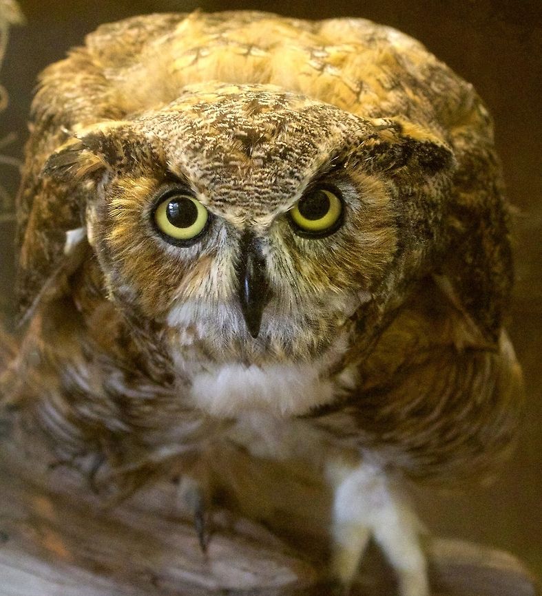 You got a problem pal? This great horned owl gave me a very serious look over! Bubo virginianus,Great Horned Owl,birds,birds of prey,great horned owl,horned owl,owl,raptors
