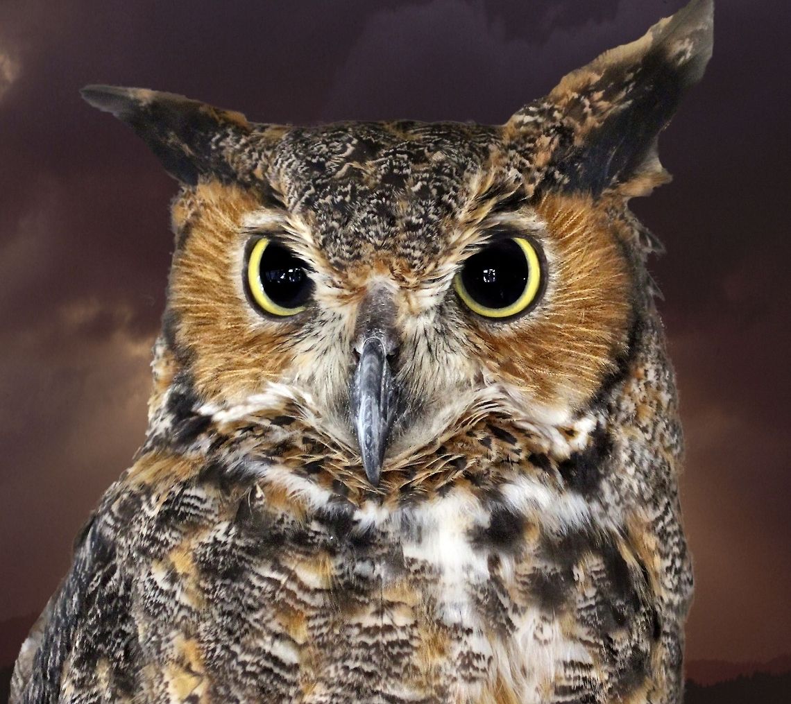 Portrait of a great horned owl A beautiful great horned owl Bubo virginianus,Great Horned Owl,birds,birds of prey,great horned owl,hunting birds,owl,raptors