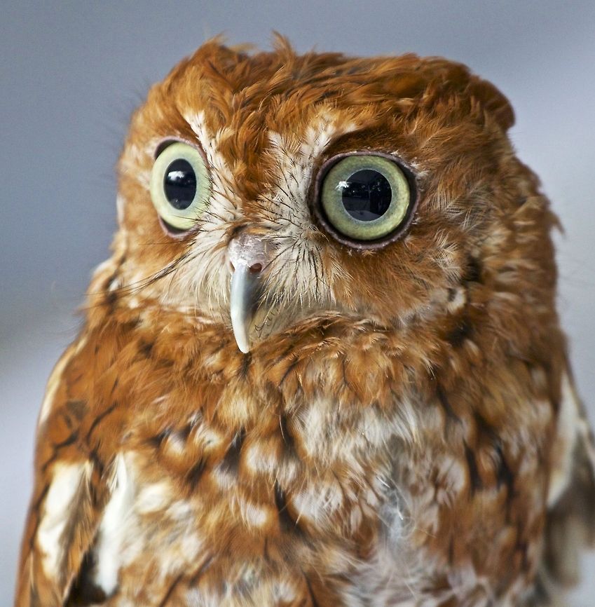 Screech owl portrait I love encountering these tiny, cute owls! Eastern Screech Owl,Megascops asio,birds,birds of prey,eastern screech owl,owl,raptors,screech owl