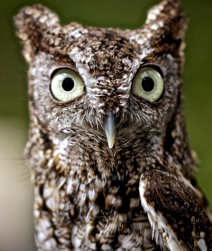 IMG_3650  Eastern Screech Owl,Megascops asio