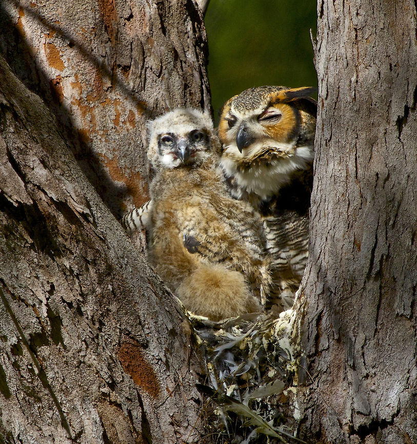 Great horned owl with 3 week old chick in nest There is actually 2 chicks in this nest - one is underneath when this was shot. I photographed them weekly from the age of 11 days until they finally fledged.  This is this owl&#039;s 5th year in this nest and the male was standing guard in an adjacent tree. Bubo virginianus,Great Horned Owl,birds,birds of prey,great horned owl,horned owl,hunting birds,owl,raptors