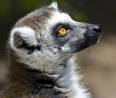 Portrait of a lemur I love the eyes of these beautiful creatures Common brown lemur,Eulemur fulvus,Lemur catta,Ring-tailed lemur,asian animals,exotic animals,lemur,mammals