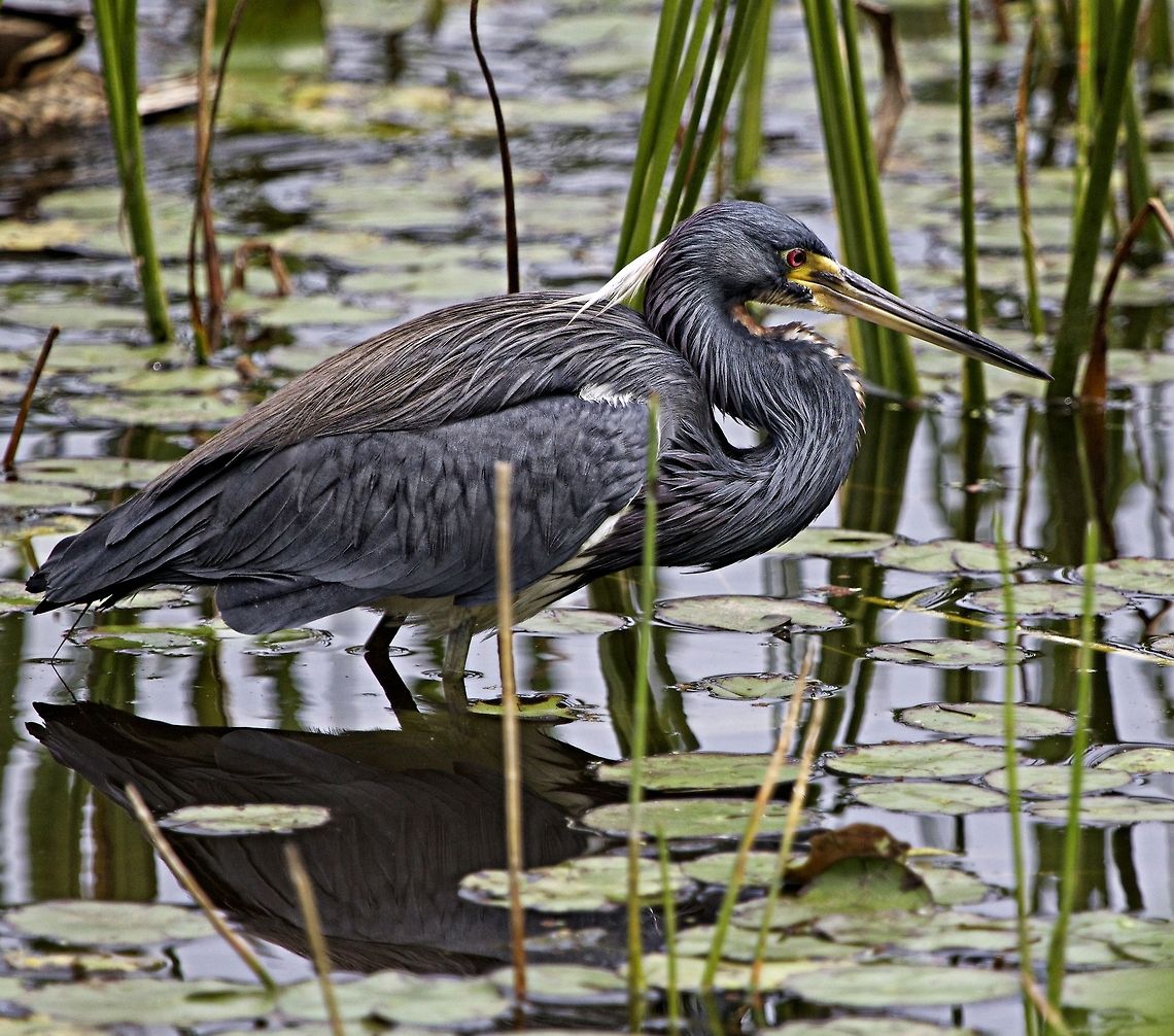 Tricolored heron A tricolored heron searching for breakfast Egretta tricolor,Tricolored Heron,birds,fishing birds,heron,shore birds,tricolored heron,wading birds,water birds