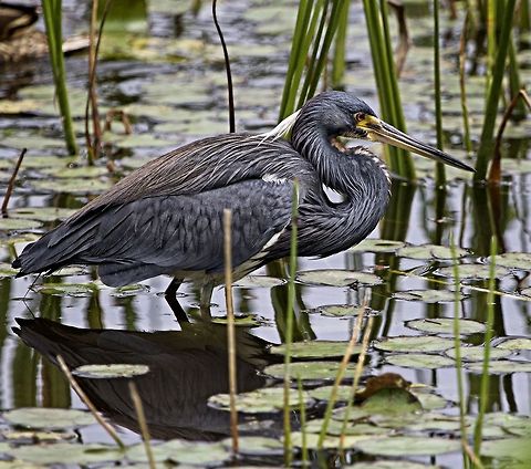 Tricolored heron A tricolored heron searching for breakfast Egretta tricolor,Tricolored Heron,birds,fishing birds,heron,shore birds,tricolored heron,wading birds,water birds