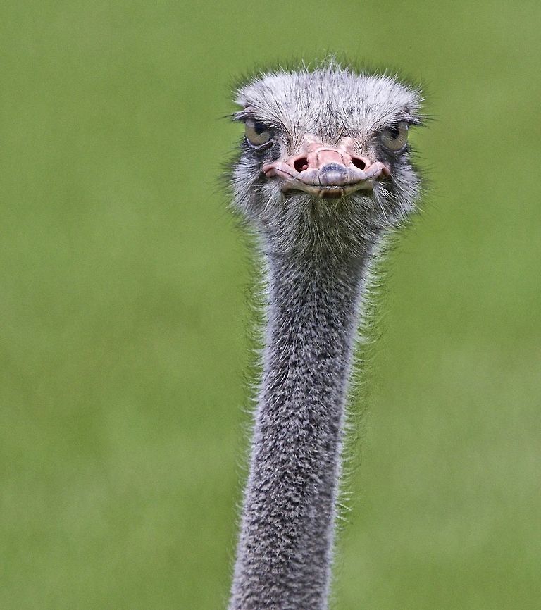 Ostrich with serious attitude I encountered this ostrich on a farm who came running up to me displaying some serious attitude!  :) Ostrich,Struthio camelus,birds,flightless birds,large birds,long-necked birds,ostrich,south american birds