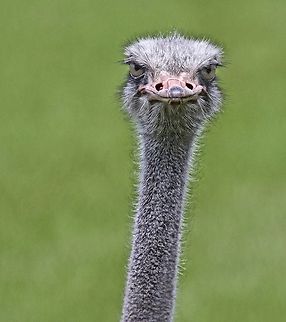 Ostrich with serious attitude I encountered this ostrich on a farm who came running up to me displaying some serious attitude!  :) Ostrich,Struthio camelus,birds,flightless birds,large birds,long-necked birds,ostrich,south american birds