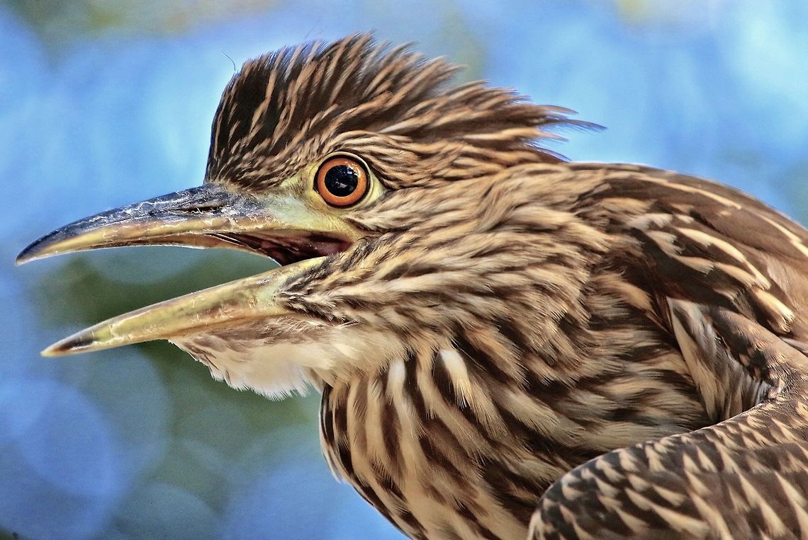 Juvenile black-crowned night heron It is amazing how different the eye and plumage coloration differs from the adult of the species birds,black-crowned night heron,fishing birds,heron,juvenile heron,night heron