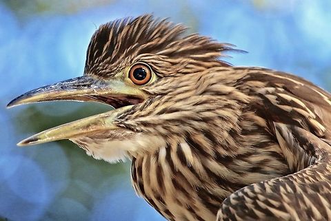 Juvenile black-crowned night heron It is amazing how different the eye and plumage coloration differs from the adult of the species birds,black-crowned night heron,fishing birds,heron,juvenile heron,night heron