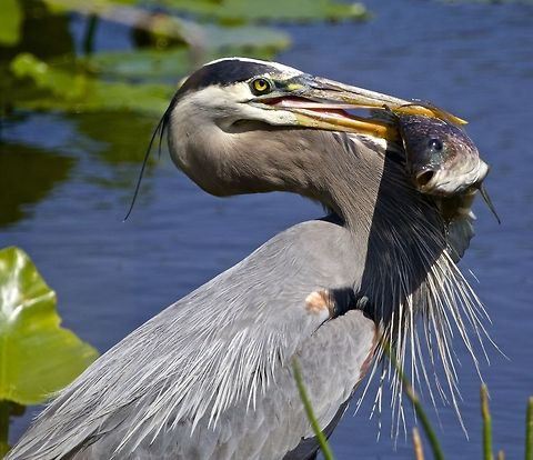 Great blue heron with breakfast I watched this guy catch this fish and then spend 15 minutes trying to consume it.  I thought at one point I was going to have to rescue him because it looked like the fish was caught in his gullet.   Ardea herodias,Great Blue Heron,birds,blue heron,fishing birds,great blue heron,heron,heron with fish,shore birds,wading birds