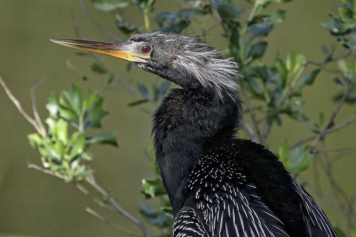 Anhinga closeup  Anhinga,Anhinga anhinga