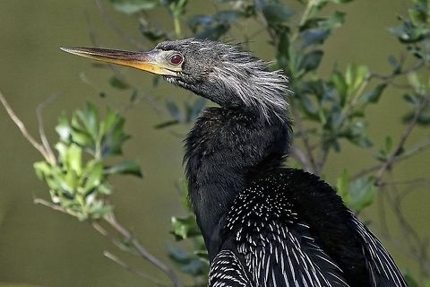 Anhinga closeup  Anhinga,Anhinga anhinga
