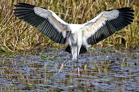 Landing wood stork A spectacular wood stork coming in for a landing Mycteria americana,Wood Stork,birds,endangered species,fishing birds,shore birds,stork,threatened species,wading birds,wood stork