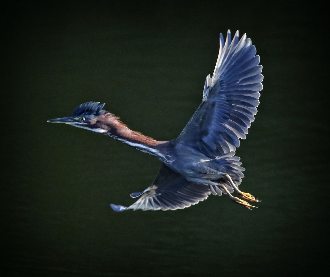 Green heron in flight These guys are pretty skittish and elusive and this one flew by so fast I didn&#039;t even know what I had captured until I got home and uploaded the shot. Butorides virescens,Green heron,birds,fishing birds,green heron,heron,heron in flight,shore birds,wading birds