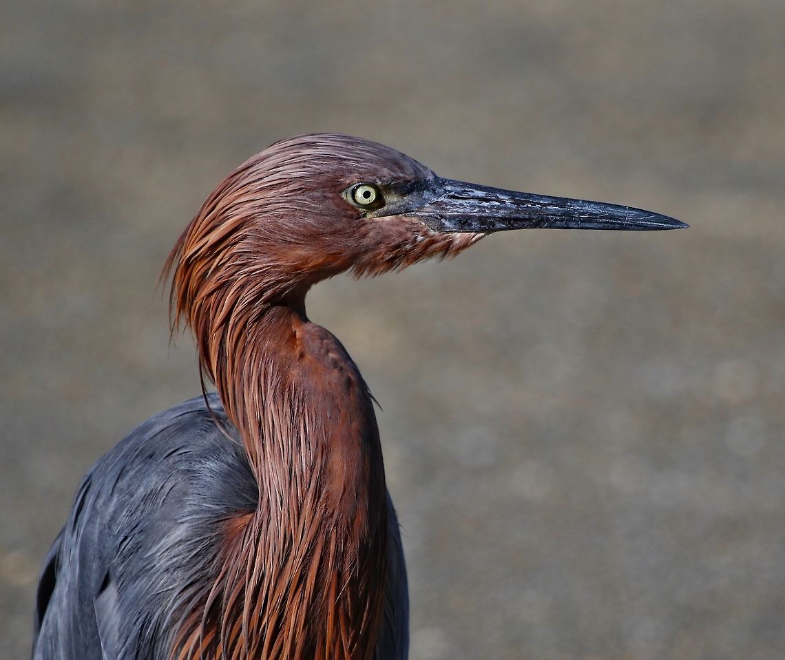 Juvenile reddish egret A young reddish egret fishing on the Gulf of Mexico Egretta rufescens,Reddish Egret,birds,colorful birds,egret,fishing birds,juvenile egret,reddish egret,shore birds,wading birds