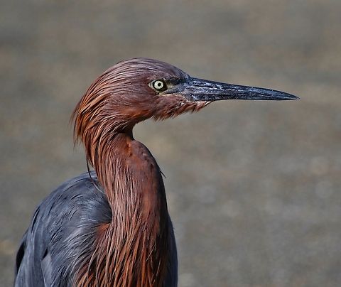 Juvenile reddish egret A young reddish egret fishing on the Gulf of Mexico Egretta rufescens,Reddish Egret,birds,colorful birds,egret,fishing birds,juvenile egret,reddish egret,shore birds,wading birds
