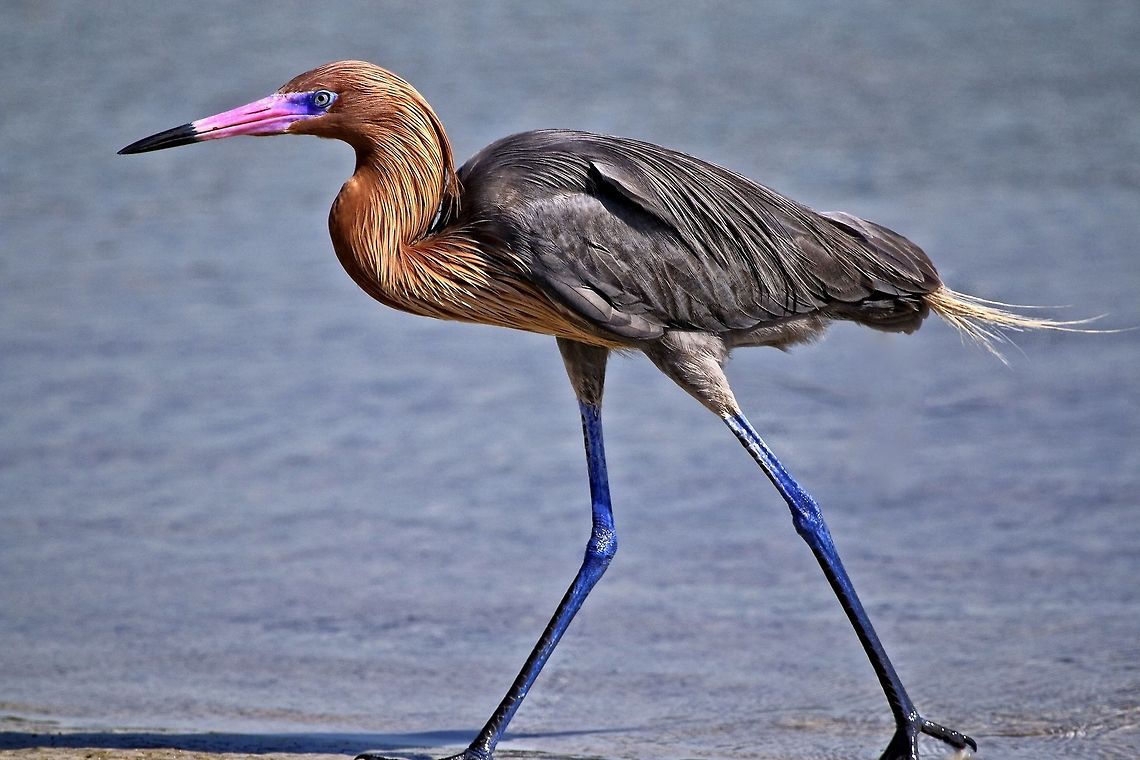 Reddish egret strolling along the Gulf of Mexico A reddish egret is what you would get if you gave some children a paint set and a great egret and told them they could paint the bird any colors that they wished! Egretta rufescens,Reddish Egret,birds,colorful birds,egret,fishing birds,reddish egret,shore birds,wading birds