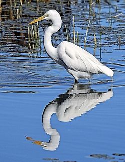 Egret reflections A great egret reflected on the pond as it waits for breakfast Ardea alba,Great egret,birds,egret,fishing birds,great egret,shore birds,wading birds,water birds