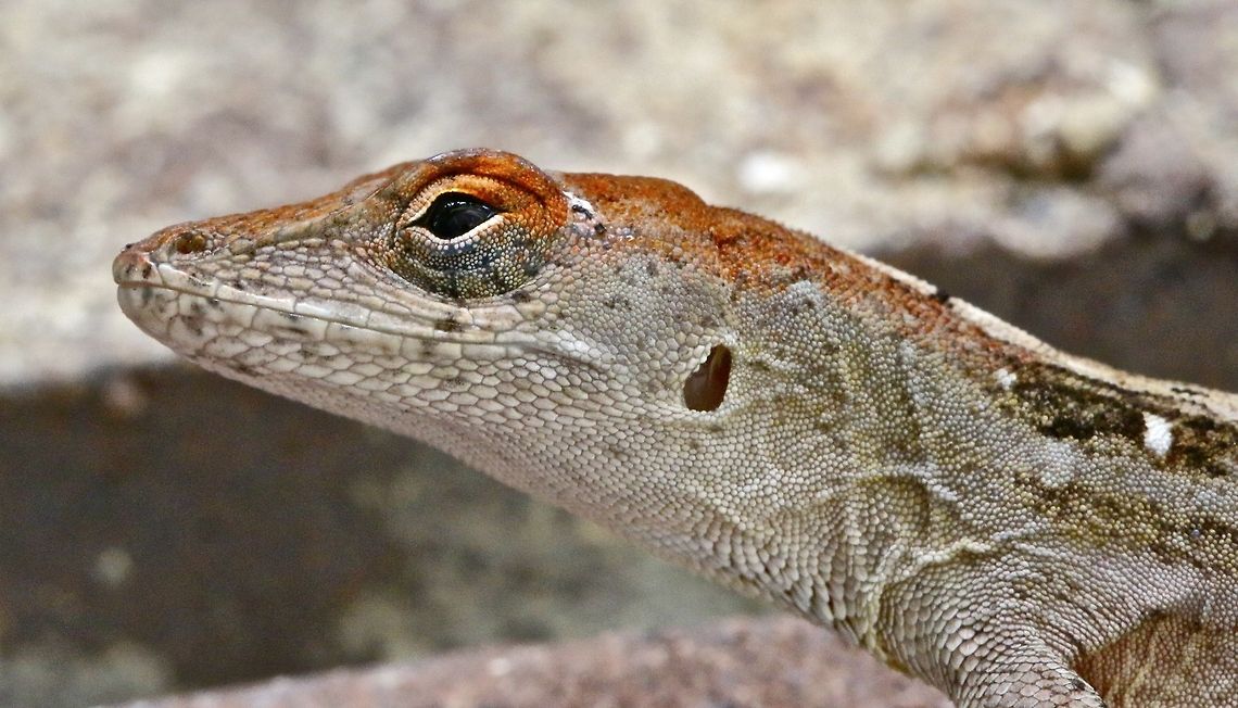 Brown anole lizard close-up This guy resides on a light fixture outside of my house so I needed a shot to add to the family album brown anole lizard,lizard,lizard portrait,macro photography,reptiles