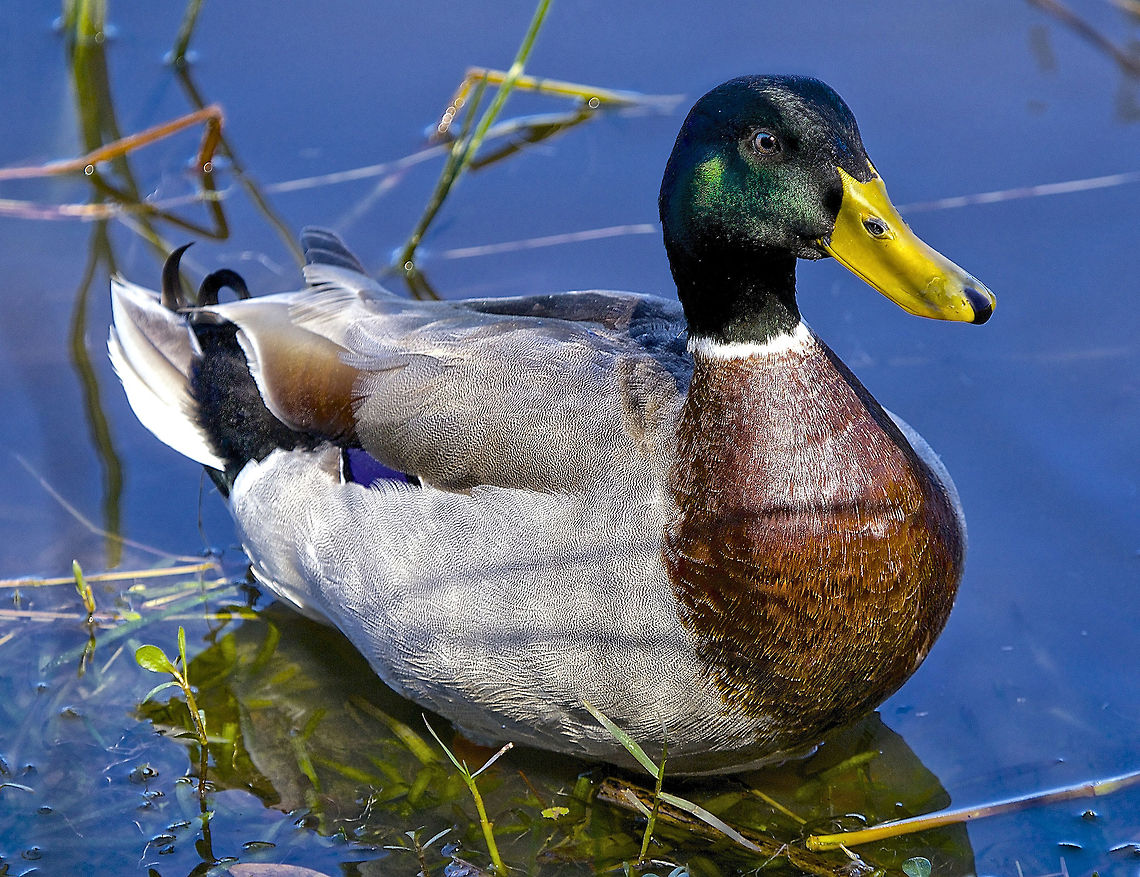 Male Mallard Duck Close-up I thought it was interesting that the close-up of this guy makes him look like a decoy rather than a real duck! Anas platyrhynchos,Mallard,birds,duck,floating duck,male mallard duck,mallard duck,swimming birds