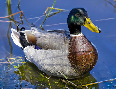 Male Mallard Duck Close-up I thought it was interesting that the close-up of this guy makes him look like a decoy rather than a real duck! Anas platyrhynchos,Mallard,birds,duck,floating duck,male mallard duck,mallard duck,swimming birds