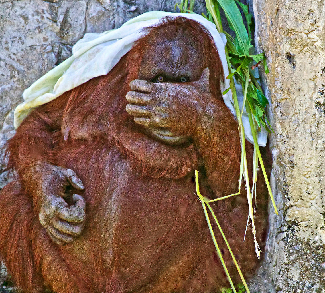 I said no photos until my hair is done! You can always count on something humorous from an Orangutan if you watch them for more than a minute! Bornean orangutan,Pongo pygmaeus,apes,asian animals,mammals,monkeys,orangutan