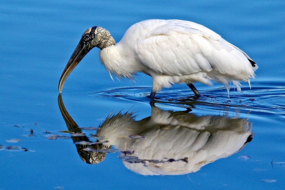 Wood stork reflections A symmetrically reflected wood stork as he fishes in a pond Mycteria americana,Wood Stork,birds,endangered species,large birds,stork,threatened species,wood stork