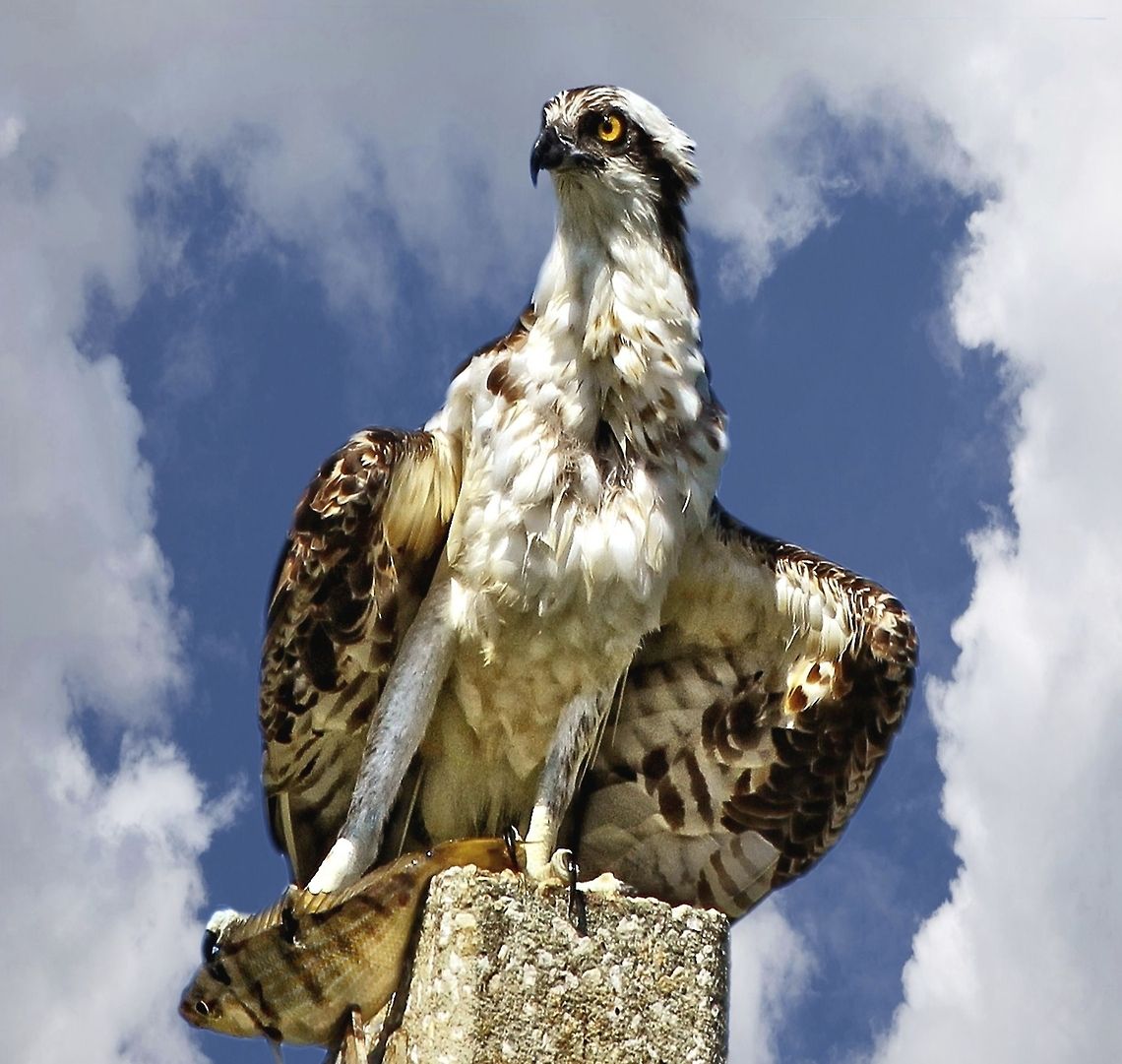 Osprey with a fish Osprey preparing to enjoy his sushi breakfast Osprey,Pandion haliaetus,birds,birds of prey,osprey,osprey with fish,raptors,sea eagle