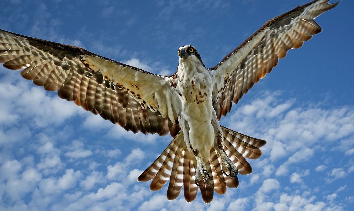 Osprey in flight An osprey in flight showing its wing spread.  St. Petersburg, FL Osprey,Pandion haliaetus,birds,birds of prey,flying osprey,raptors,sea hawk