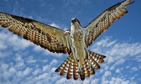 Osprey in flight An osprey in flight showing its wing spread.  St. Petersburg, FL Osprey,Pandion haliaetus,birds,birds of prey,flying osprey,raptors,sea hawk