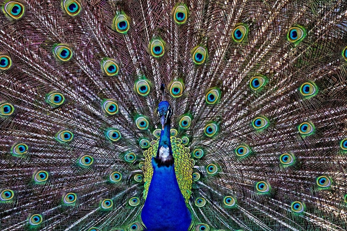 Male peacock feather spread The obligatory shot of a peacock showing off its plumage birds,colorful birds,male peacock,peacock,peacock wing spread