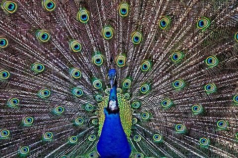 Male peacock feather spread The obligatory shot of a peacock showing off its plumage birds,colorful birds,male peacock,peacock,peacock wing spread