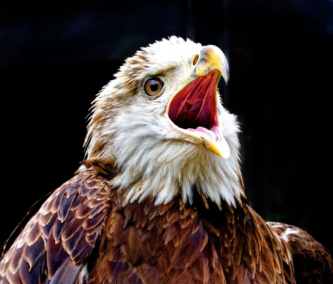 Juvenile bald eagle close-up A young bald eagle Bald Eagle,Haliaeetus leucocephalus,bald eagle,birds,birds of prey,eagle,juvenile bald eagle,raptors