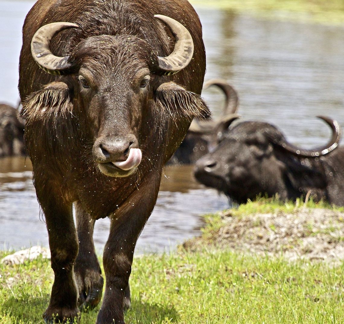 You look like a good meal! A water buffalo charging towards me as I shot his picture.  I was suspicious when I saw that he was licking his chops! Bubalus bubalis,Water buffalo,buffalo,horned animals,large animals,large mammals,water buffalo,water dwelling mammals