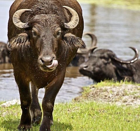 You look like a good meal! A water buffalo charging towards me as I shot his picture.  I was suspicious when I saw that he was licking his chops! Bubalus bubalis,Water buffalo,buffalo,horned animals,large animals,large mammals,water buffalo,water dwelling mammals