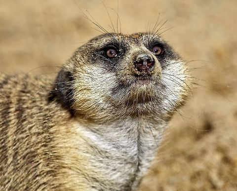 Meerkat_portrait  Meerkat,Suricata suricatta