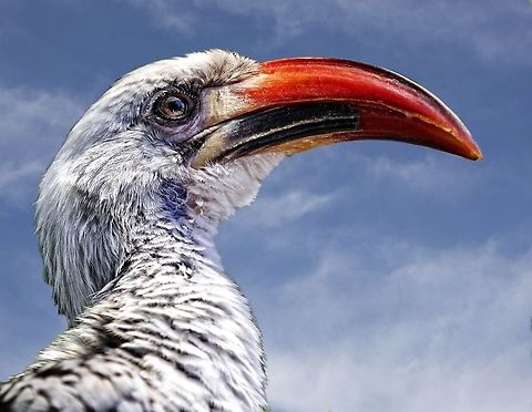 Red-billed hornbill A portrait of this wonderful, exotic bird Red-billed Hornbill,Tockus erythrorhynchus,african birds,bird,exotic birds,hornbill,red-billed hornbill